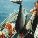 International Commission for the Conservation of Atlantic Tunas