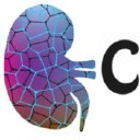 Maladies rénales fréquentes et rares : des mécanismes moléculaires à la médecine personnalisée