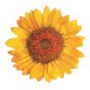 Hospice UK